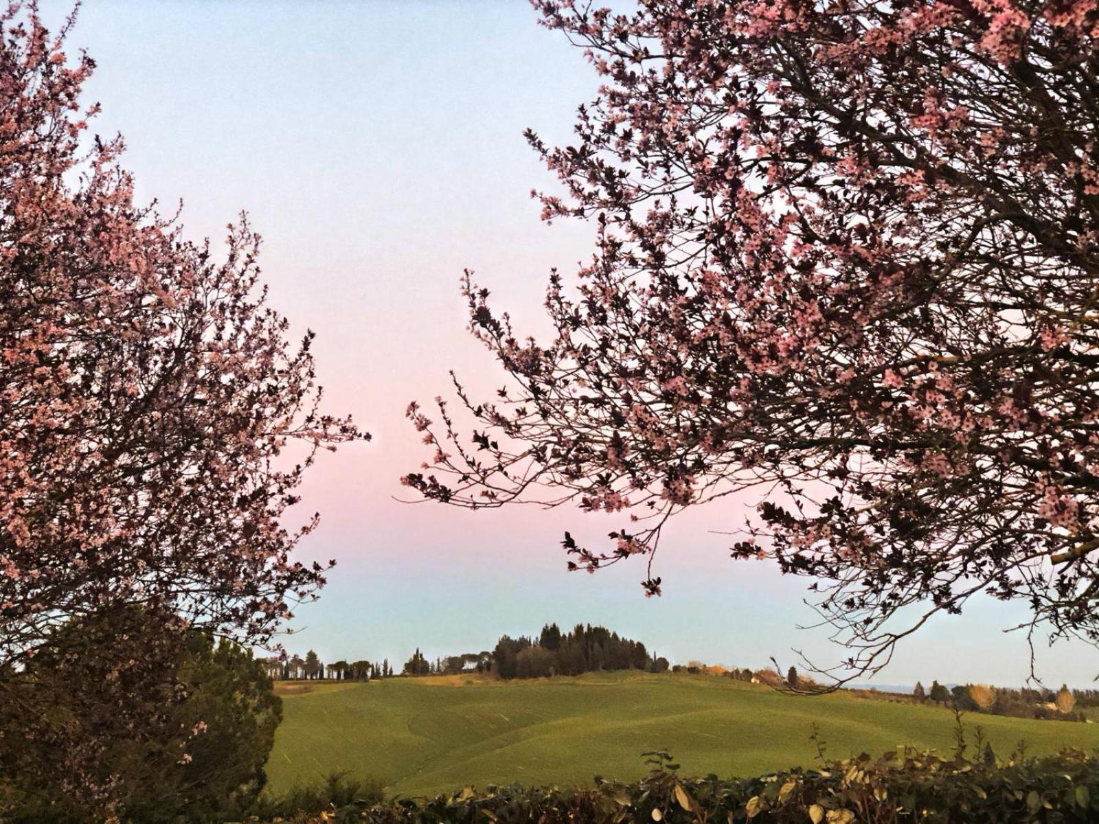 Agriturismo La Terrazza Sul Mangia Siena Zewnętrze zdjęcie
